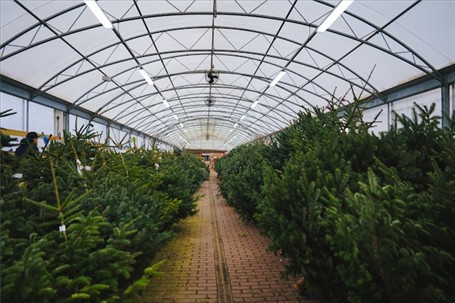 BOŽIĆNO DRVCE BOŽIĆNO DRVCE